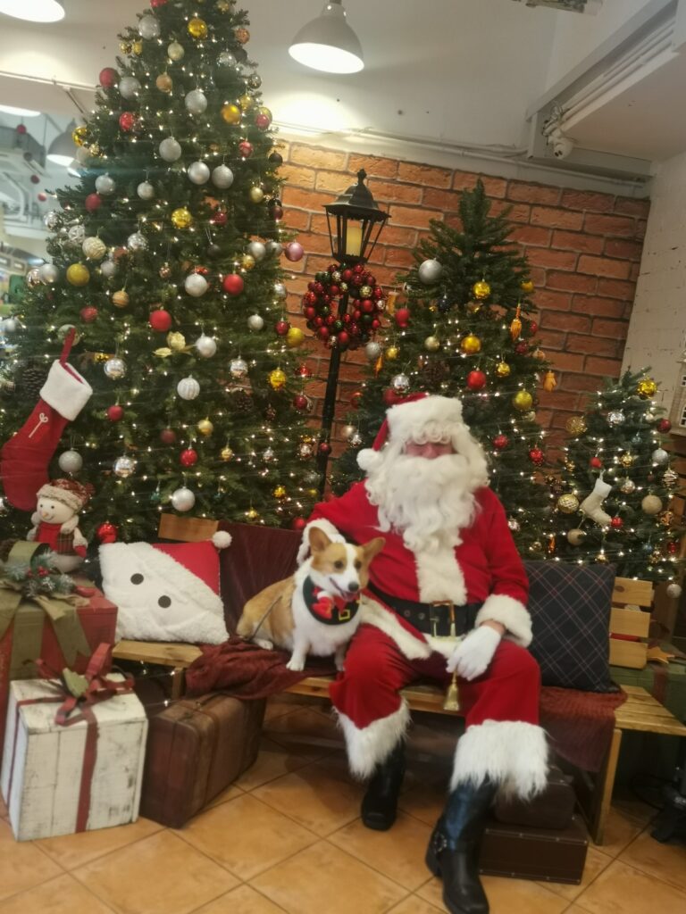 Santa floss in Hong Kong wearing red santa costuming sitting in front of christmas tree with a corgi dog